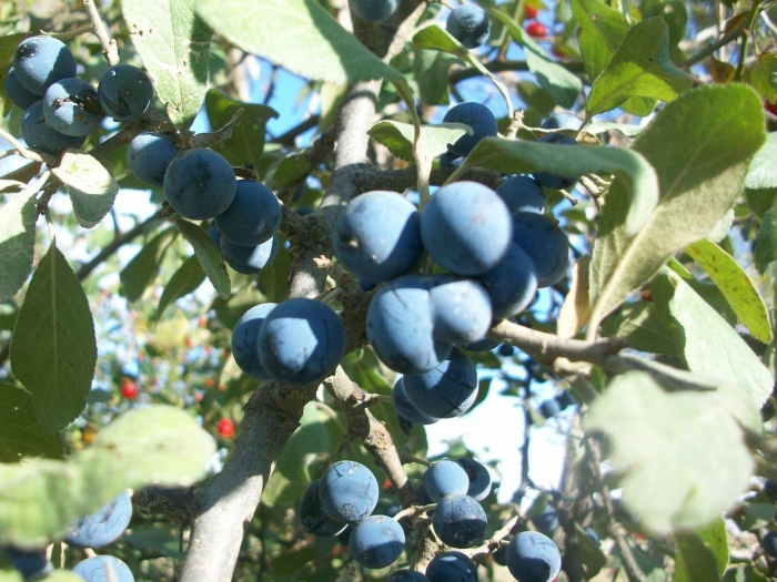 Тёрень ягода