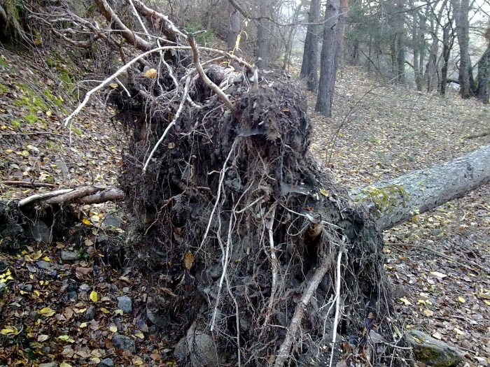 Корень тополя