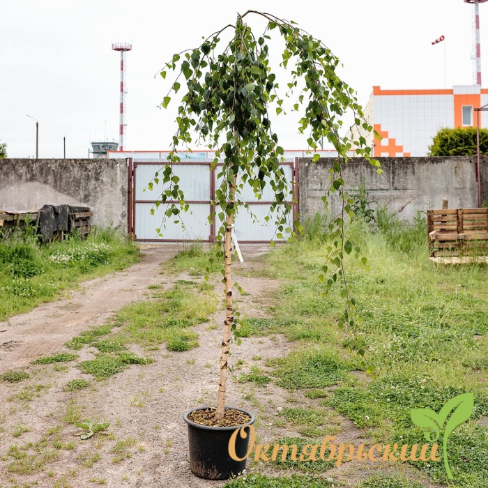 Береза повислая юнги