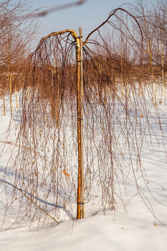 Береза плакучая