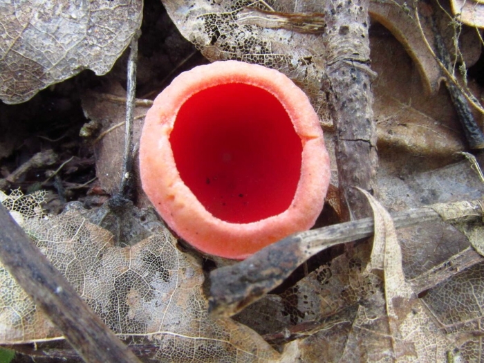 Саркосцифа алая