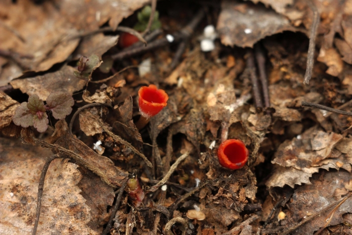 Саркосцифа алая