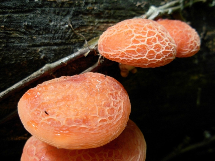 Родотус гриб