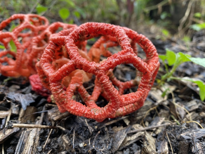 Красный решеточник