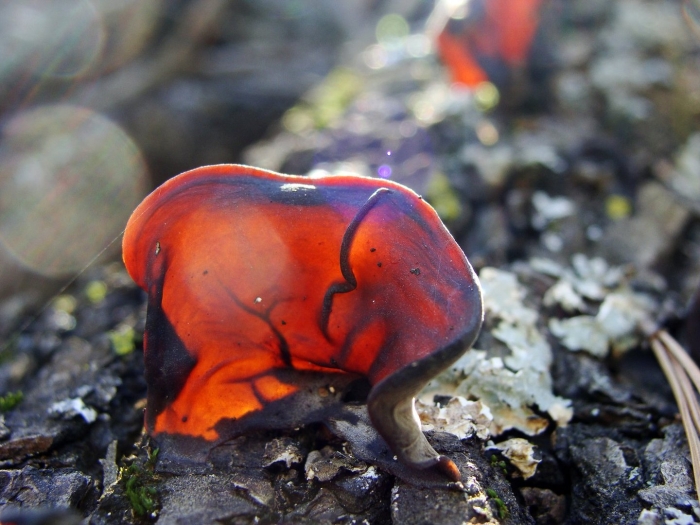 Гриб решеточник красный