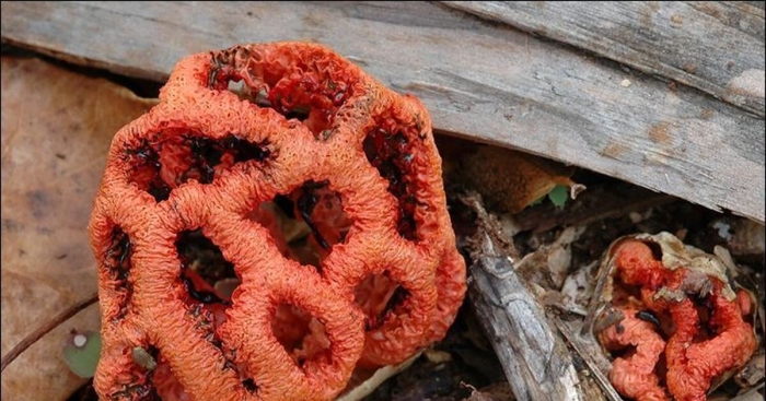 Решеточник красный гриб