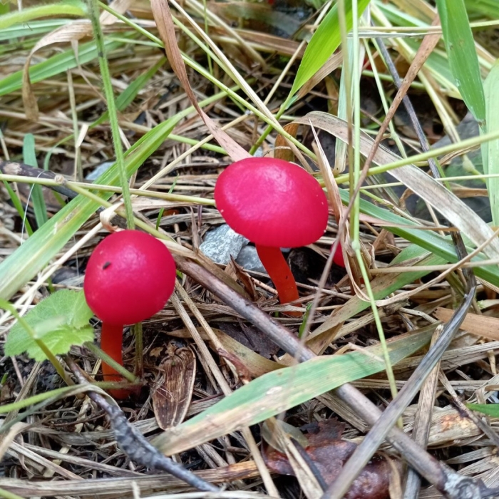 Hygrocybe coccinea