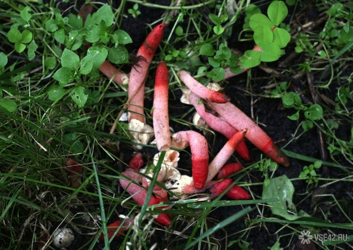 Мутинус равенеля ядовитый?