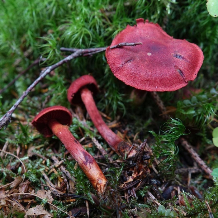 Паутинник карминно красный