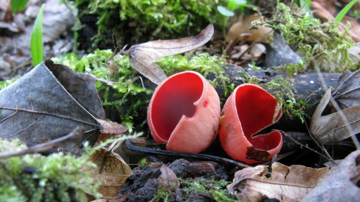 Саркосцифа алая гриб