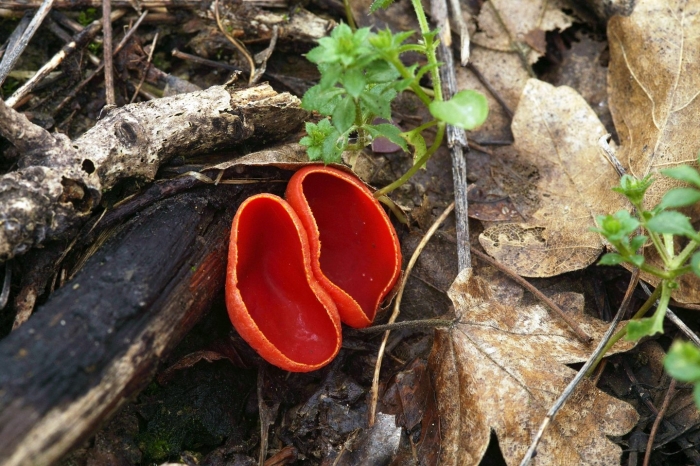 Редкие грибы краснодарского края