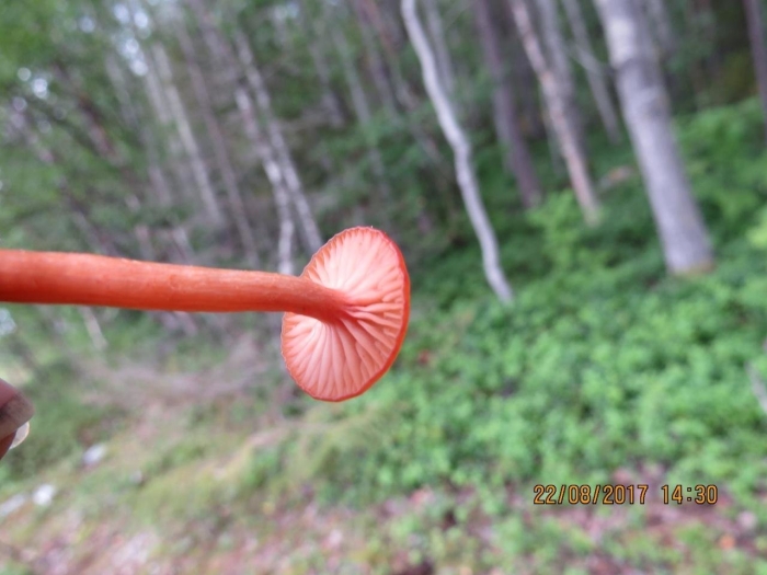 Гриб гигроцибе киноварно-красная