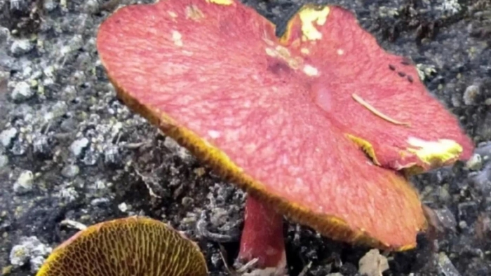 Решетник азиатский гриб