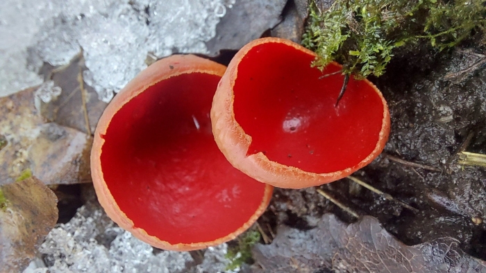 Саркосцифа австрийская гриб