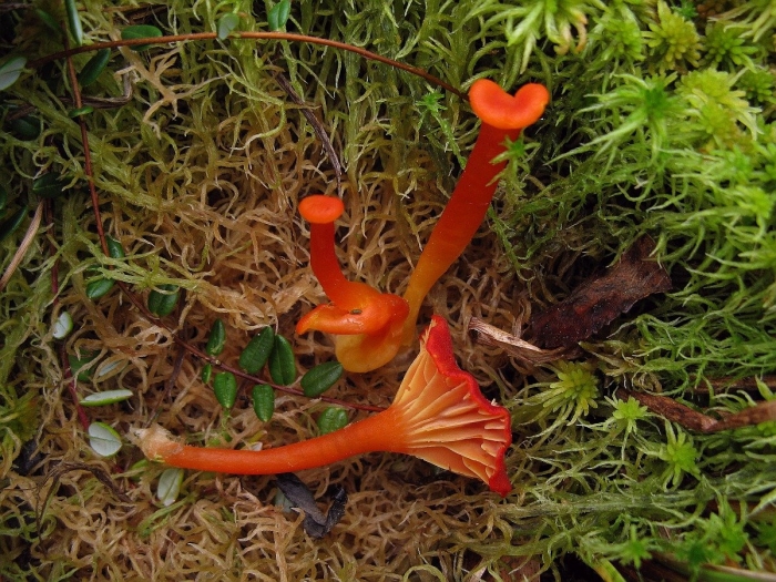 Гигроцибе красная