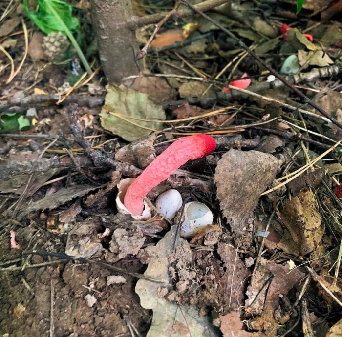 Мутинус равенелли