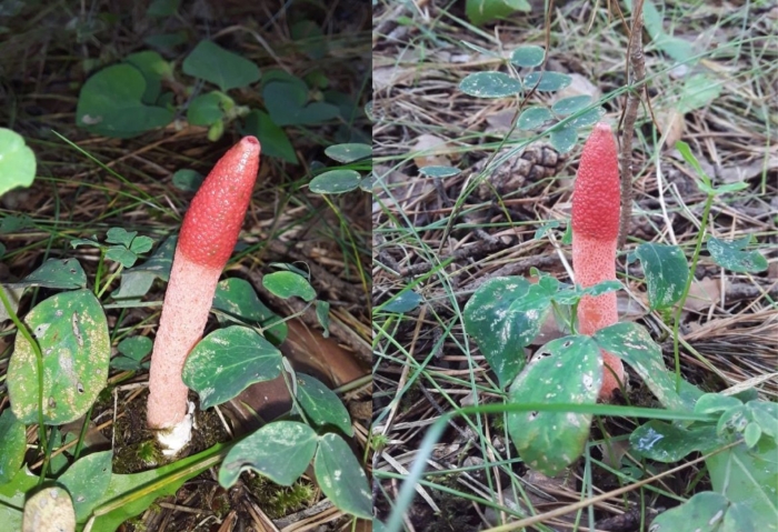 Мутинус равенеля гриб