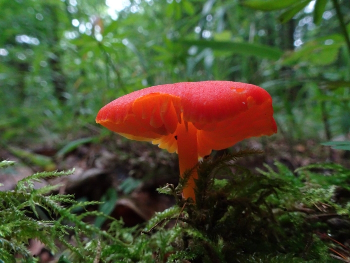 Гигроцибе пунцовая