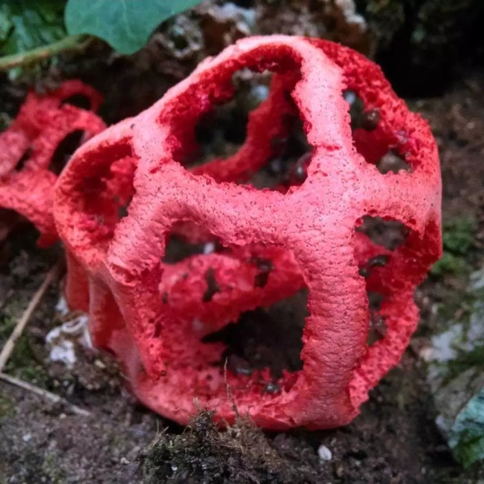 Решёточник красный