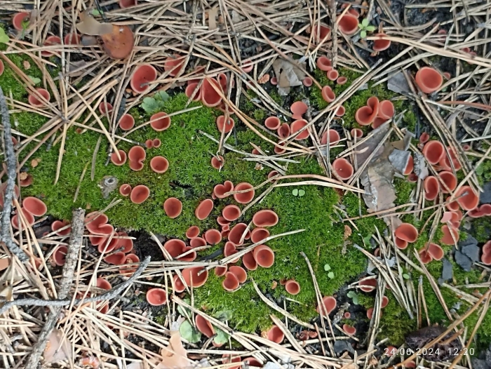 Саркосцифа австрийская гриб