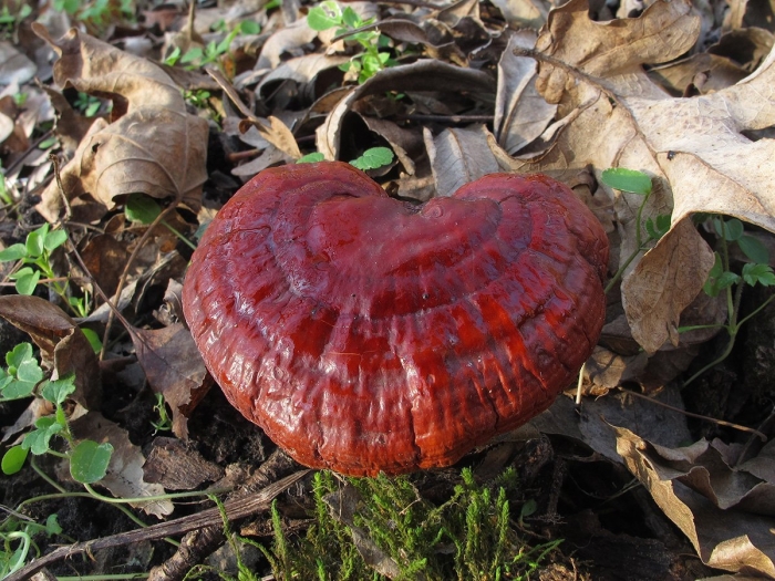 Ядовитые грибы краснодарского края