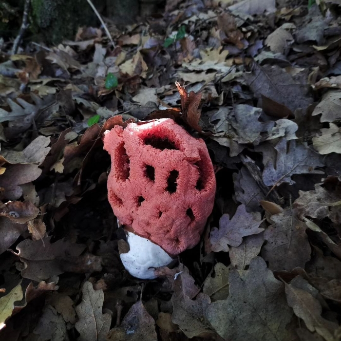 Гриб решеточник красный