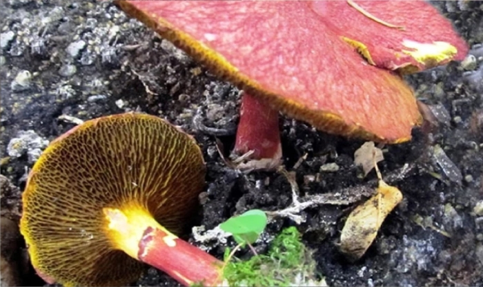 Моховик красный hortiboletus rubellus
