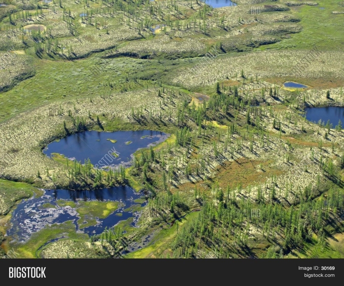 Васюганские болота