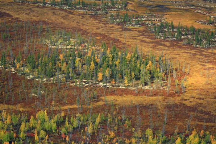 Лесотундра западной сибири