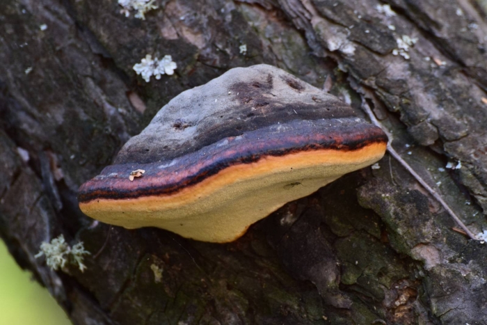 Трутовик обыкновенный fomes fomentarius