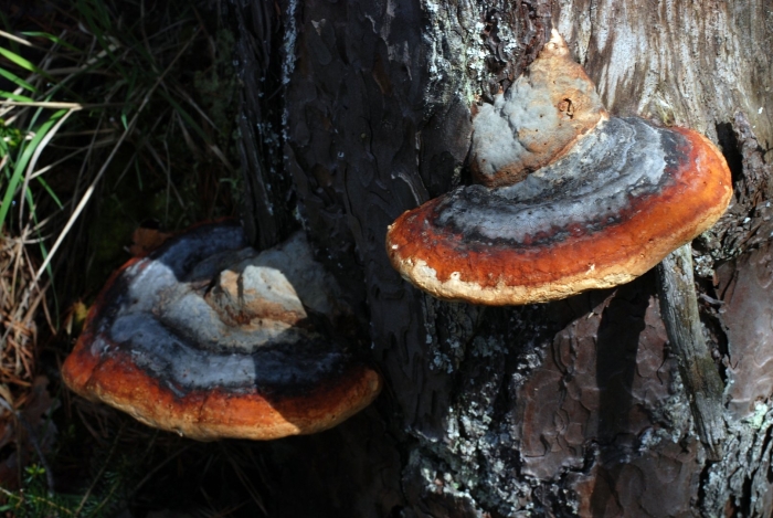 Fomitopsis pinicola