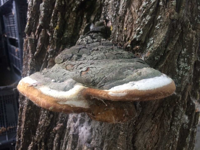 Phellinus igniarius трутовик ложный