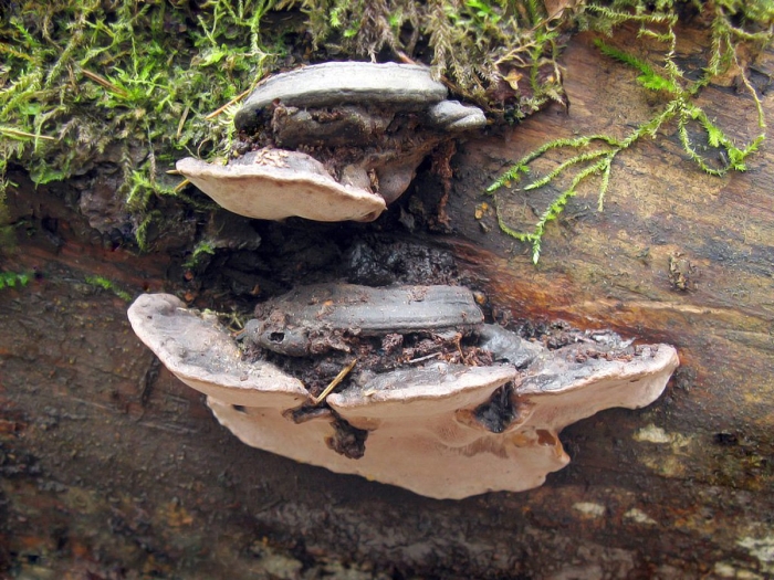 Phellinus igniarius