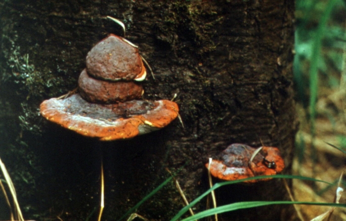 Окаймленный трутовик