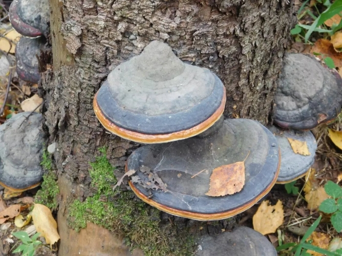 Гриб трутовик ложный