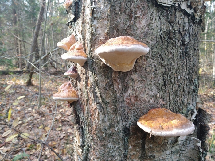 Трутовик окаймленный fomitopsis pinicola