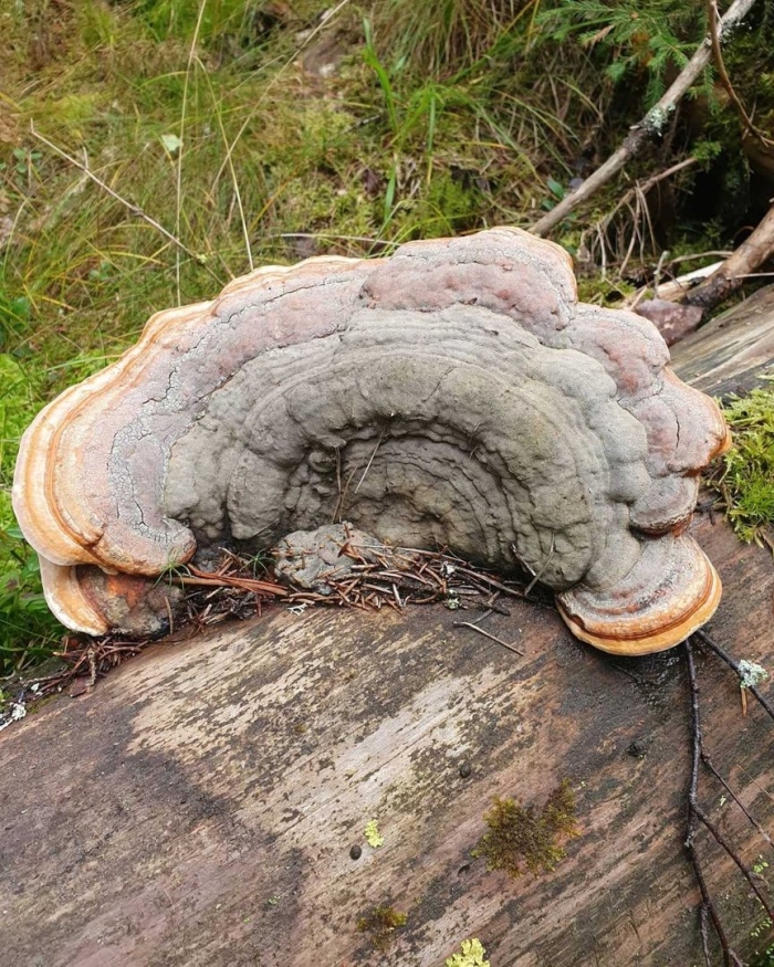 Трутовик обыкновенный fomes fomentarius