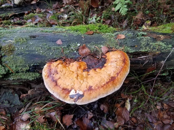 Трутовик литшауэра