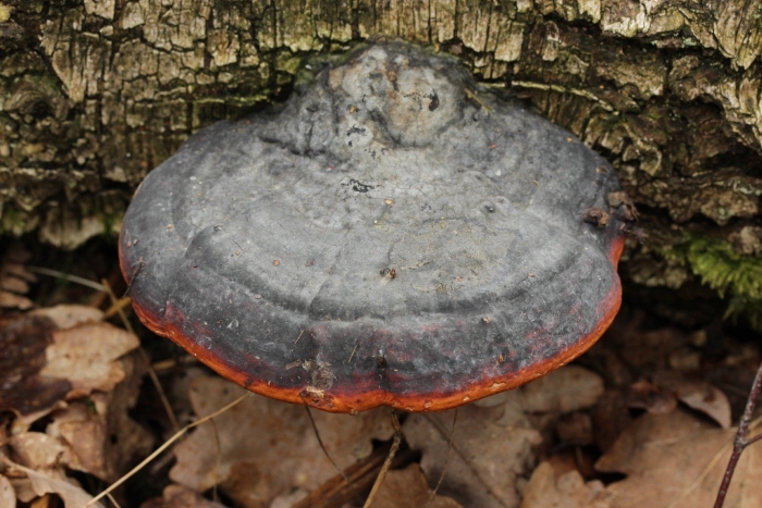 Fomitopsis pinicola