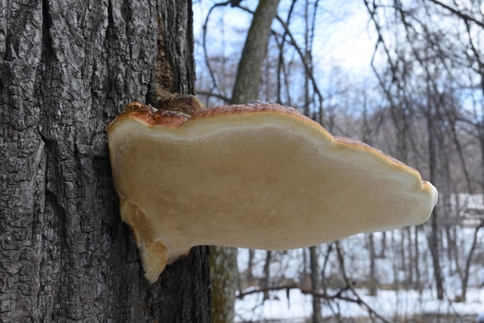 Трутовик литшауэра