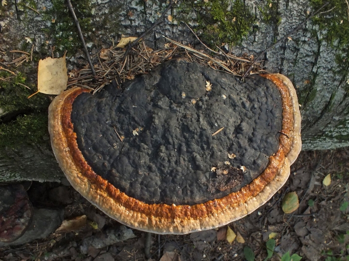 Трутовик окаймлённый