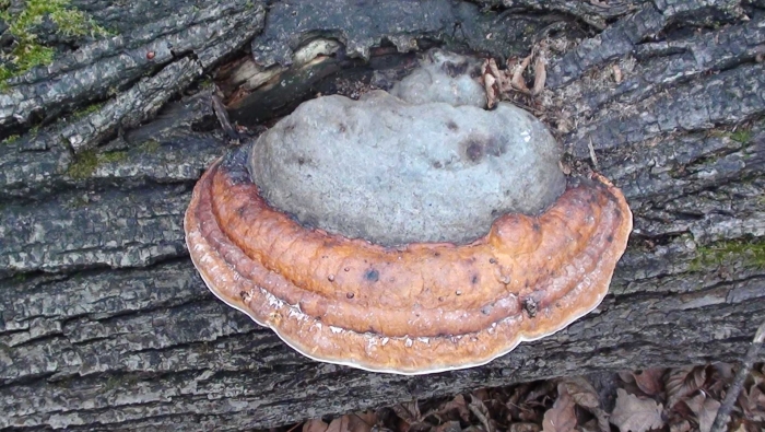 Гриб трутовик окаймленный