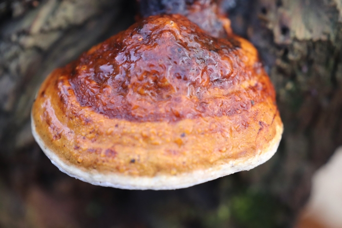 Трутовик окаймленный fomitopsis pinicola