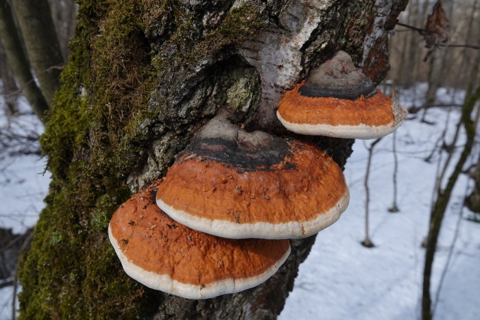 Fomitopsis pinicola