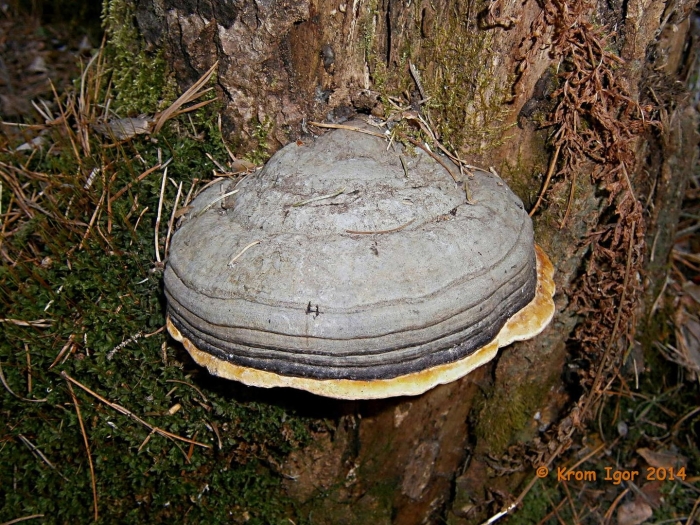 Трутовик косотрубчатый (чага)