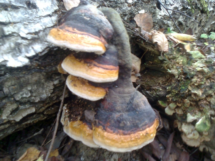 Трутовик на березе