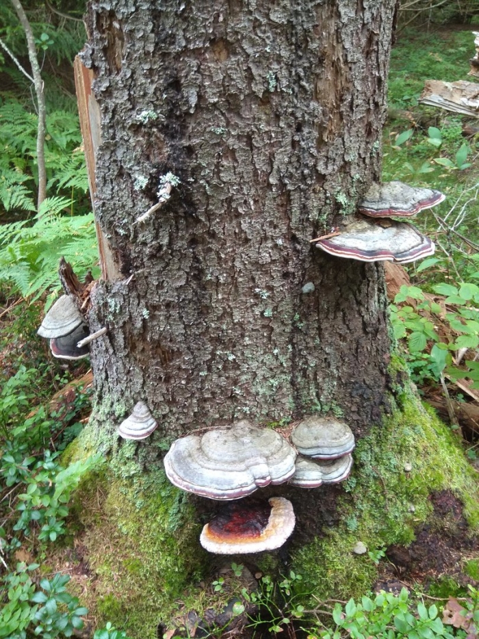 Трутовик сосновый