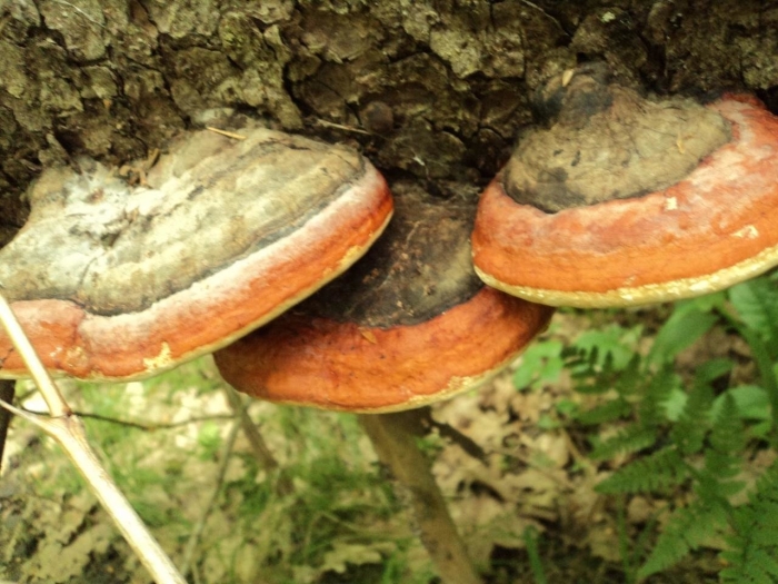 Трутовик окаймленный