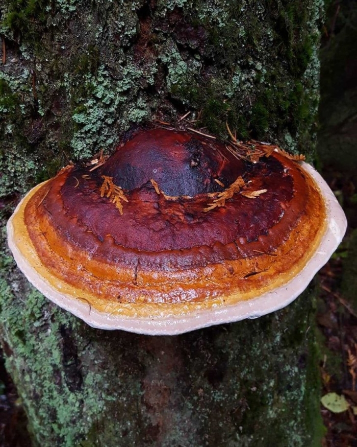 Гриб трутовик ganoderma lucidum