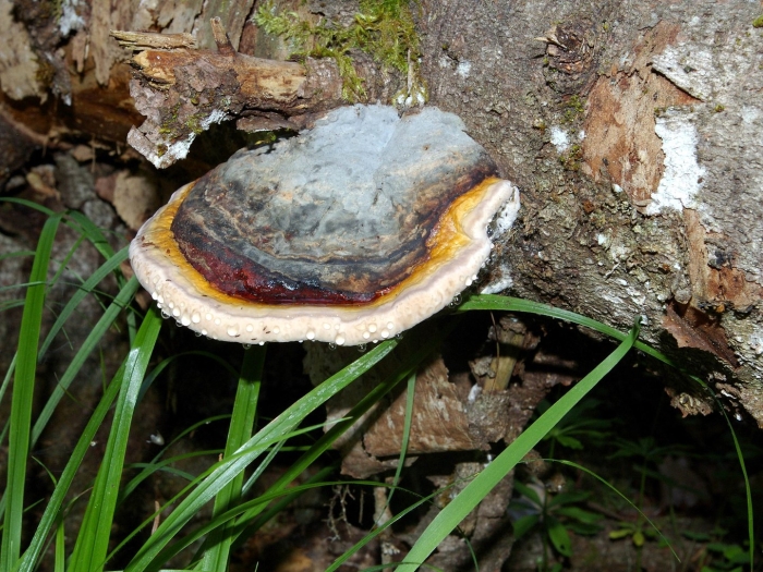 Fomitopsis pinicola